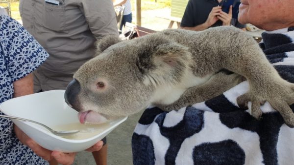 コアラ抱っこ　オーストラリア